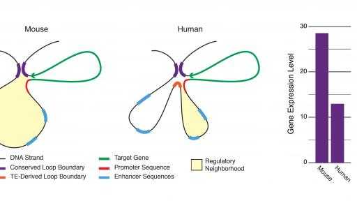 تطور علمي: قفزة نوعية في مجال علم الوراثة